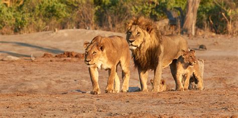 Types Of Lions In The World