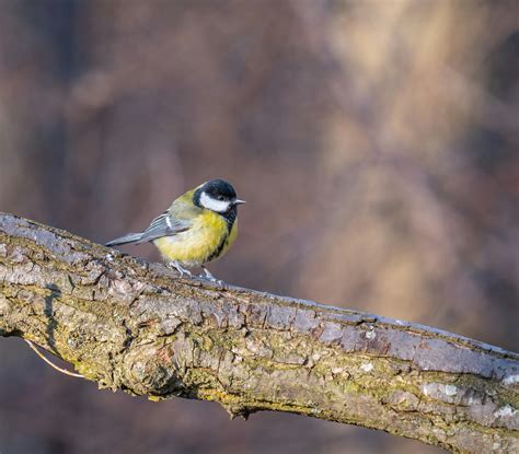 Japanese Small Tit Photos, Download The BEST Free Japanese Small Tit ...