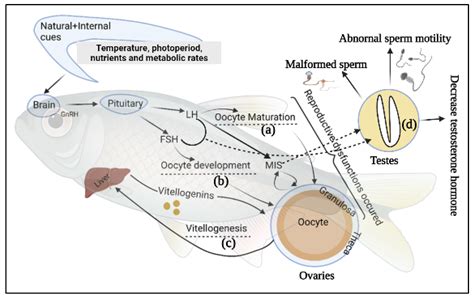 Epigenetics and Probiotics Application in Fish Reproductive Performance ...