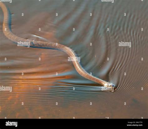 Common water snake crawling in the water in its environment and habitat ...