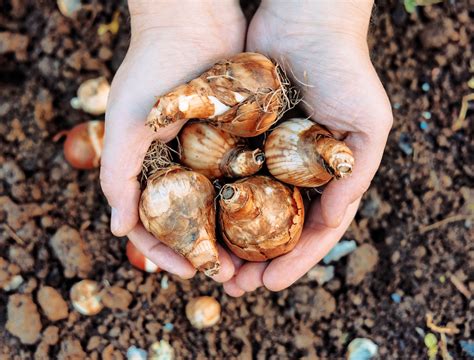 Daffodil Bulbs Best Time To Plant at Carolyn Pless blog