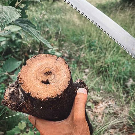 Silky BIGBOY 2000 Review: The Ultimate Folding Saw vs. Axe