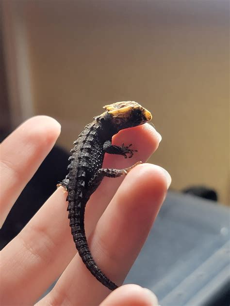Red Eyed Crocodile Skink