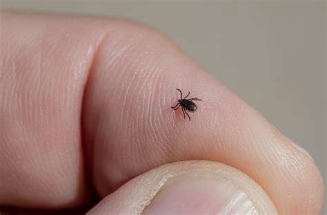 Can Ticks Jump? | Candor Pest Control