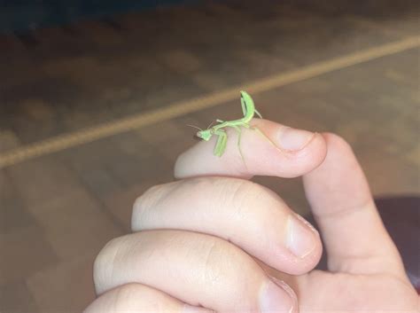 BABY PRAYING MANTIS : r/whatsthisbug