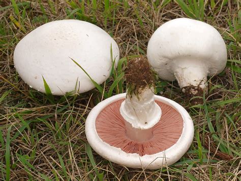 Top 20 Edible Mushrooms Popular in Georgia - Picture Mushroom