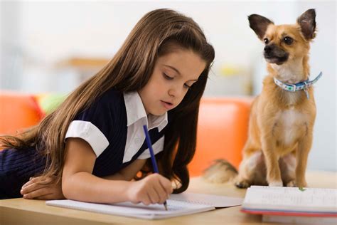Debunking Common Myths about Canine Cancer | Oncotect | Oncotect