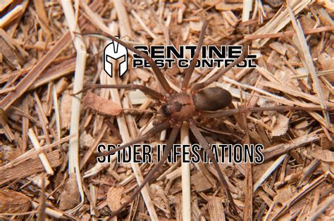 Spider Infestations in Commercial Buildings - Sentinel Pest Control Can ...