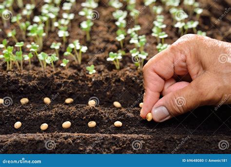 Sowing Seeds