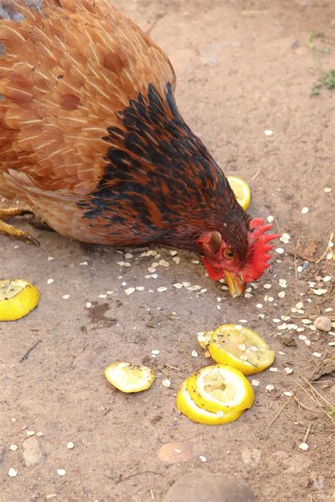 So, Can Chickens Eat Lemons?