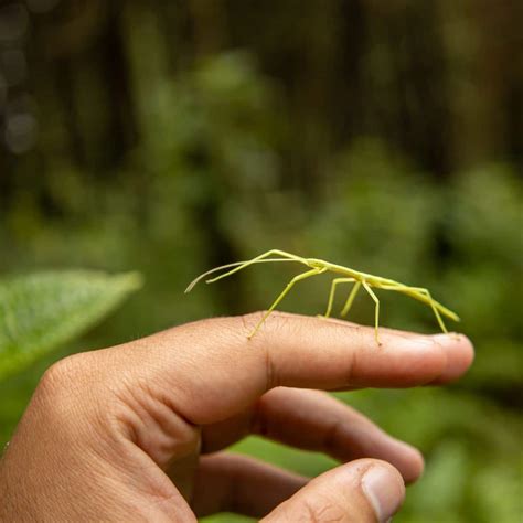 Stick Bug Spiritual Meaning - Awakening State