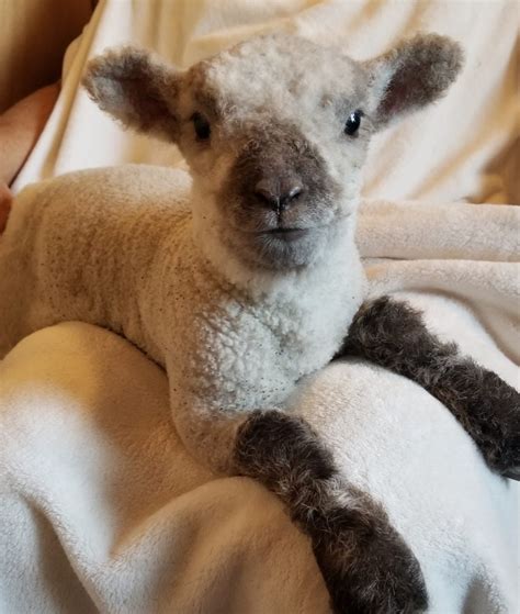Miniature Babydoll Southdown Sheep For Sale - Tanglewood Farm Miniatures