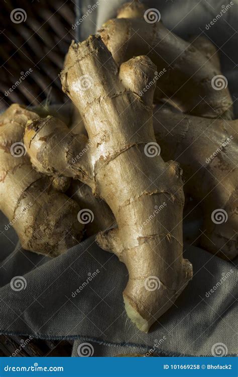 Raw Brown Organic Ginger Root Stock Photo - Image of health, herbal ...
