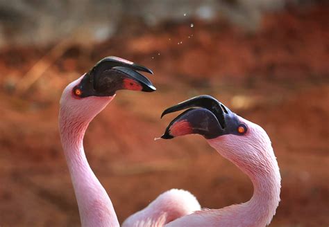 Facts About Lesser Flamingos at Sidney Willis blog