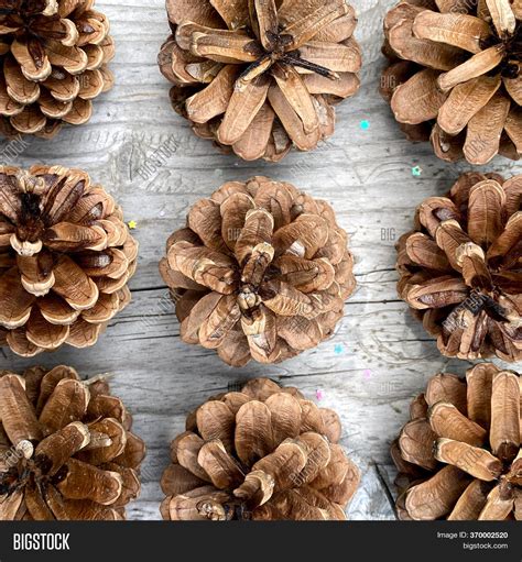 Pine Cones. Tree Seeds Image & Photo (Free Trial) | Bigstock