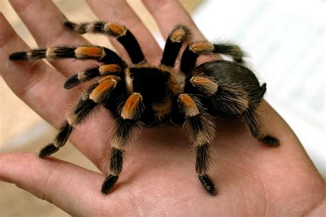 Pictures Of Tarantulas