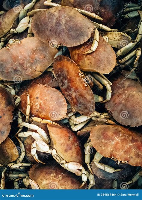 Atlantic Canada Crabs stock photo. Image of crabmeat - 339567464