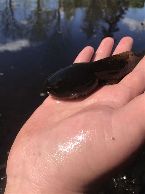 American Bullfrog Tadpole : r/AbsoluteUnits