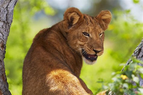 What Do Male And Female Lions Look Like In The Wild - Infoupdate.org