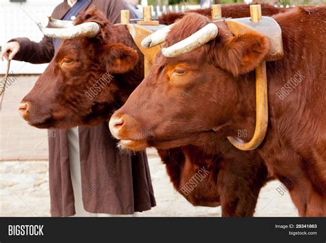 Yoked Oxen