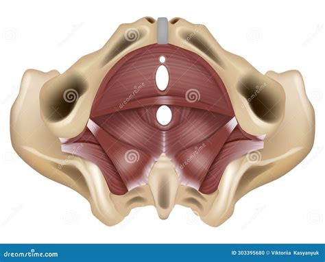 Muscles of the Pelvic Floor. Anatomy of the Pelvic Floor or Pelvic ...