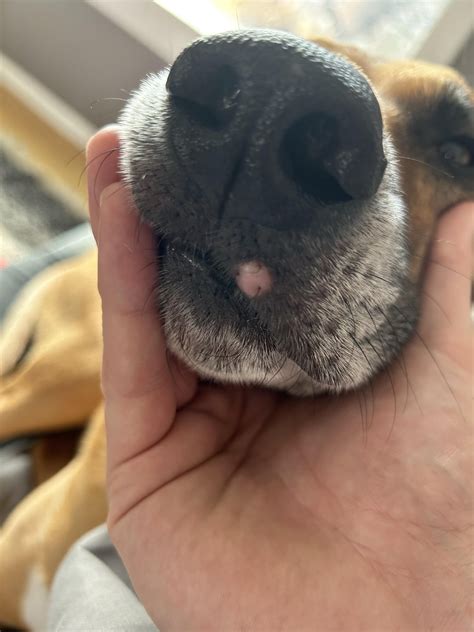 Pink mole on dogs lip. Any advice? : r/DogAdvice