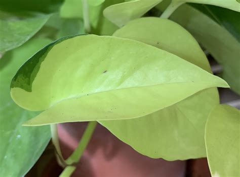 My neon pothos has become variegated. : r/plants
