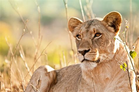 Endangered Animals Lion Lions Are Among The 23.000 Endangered Species