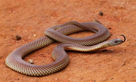 10 Venomous Snakes In Australia - A-Z Animals