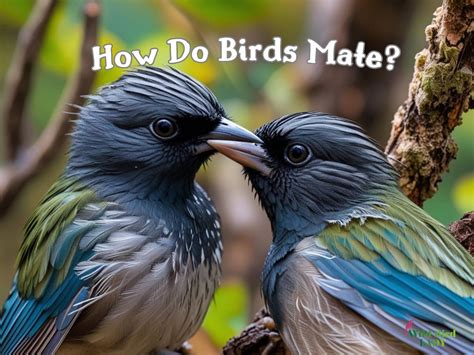 How Do Birds Mate? The Surprising Truth About Avian Love