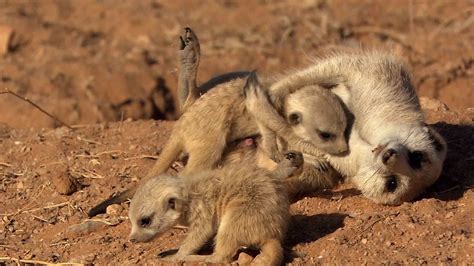 Meerkats Hunting Perth Meerkat Pups: "Meer"ly Practicing For Primetime