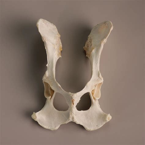 Os coxae (Hip Bone) | Article - Vetflow