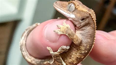 Crested Gecko Lifespan: How Long Do Crested Geckos Live in Today’s ...