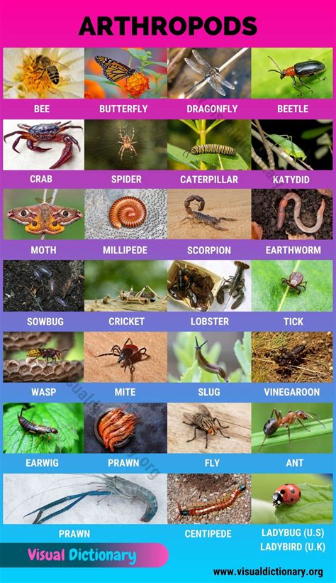 Arthropods: 26 Popular Arthropods Found in Gardens & Field Crops ...