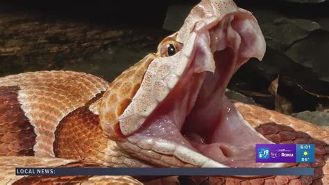 What Snake Can Kill A Copperhead at Rebecca Skinner blog