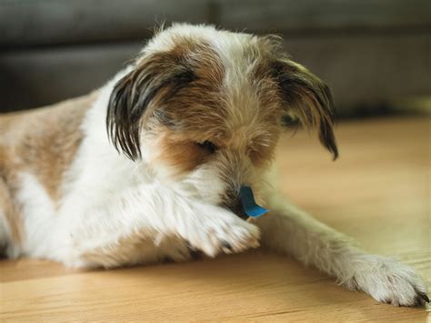 Are Dogs Right Handed Or Left Handed