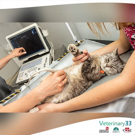Abdominal ultrasound and clinicopathologic findings in 22 cats with ...