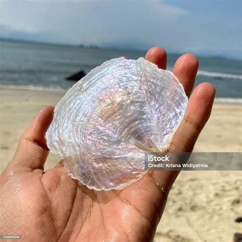 Capiz Shell Stock Photo - Download Image Now - Animal, Animal Shell ...