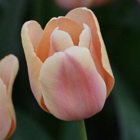 Tulipa 'Apricot Foxx' - buy plants at Coolplants