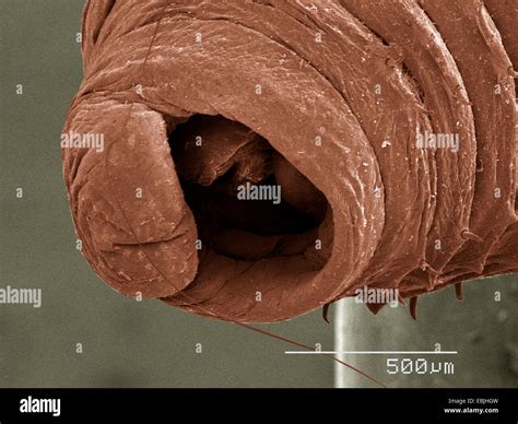 Oligochaete worm hi-res stock photography and images - Alamy