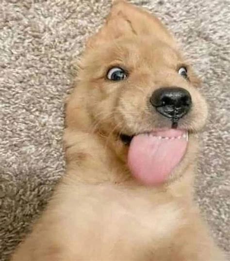 Cute puppies golden retriever, Golden retriever funny, Cute dogs