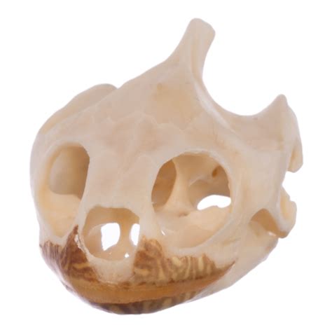 Real Map Turtle Skull — Skulls Unlimited International, Inc.