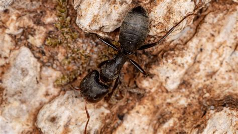 Warning Signs of Carpenter Ants in Your House - Green Shield Pest Control