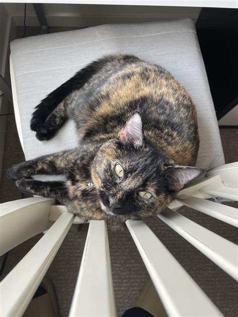 Photos of my sweet Suki : r/torties