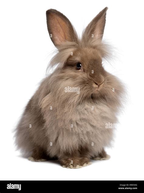 Brown Lionhead Rabbit