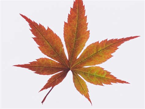 Hotel in Austin Texas | avid hotel Austin - Tech Ridge