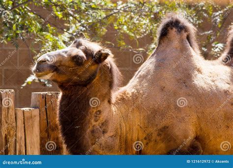 Bactrian Or Two-hump Camel In Nubra Valley Royalty-Free Stock Image ...