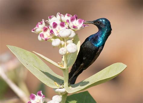 Major types of pollinators: Insects, Birds, Mammals, Examples ...