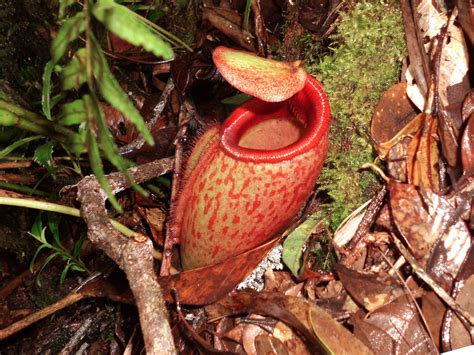 Nepenthes mira