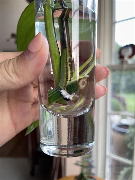 Is this white stuff near the bottom mold? This is a golden pothos ...